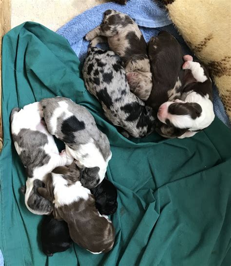 helena puppies for sale|More.